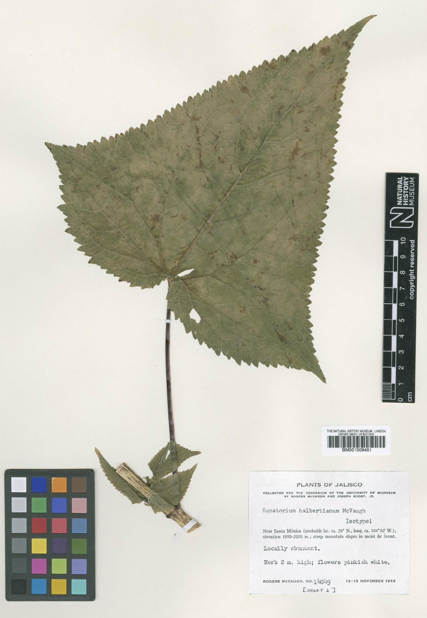 To NHMUK collection (Ageratina halbertiana (McVaugh) R.M.King & H.Rob.; Isotype; NHMUK:ecatalogue:610786)