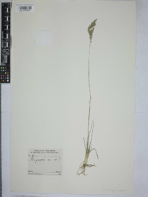 Eragrostis elongata (Willd.) J.Jacq. - 012546906