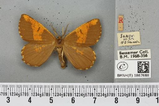 Angerona prunaria (Linnaeus, 1758) - BMNHE_1867688_440163