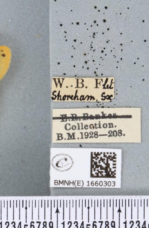 Setina irrorella (Linnaeus, 1758) - BMNHE_1660303_label_258783