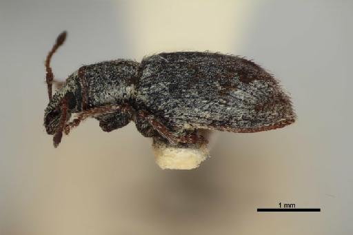 Catoptes argentalis (Broun, 1914) - Catoptes_argentalis_Broun_1914-BMNH1237303-holotype_habitus_lateral-2p5x