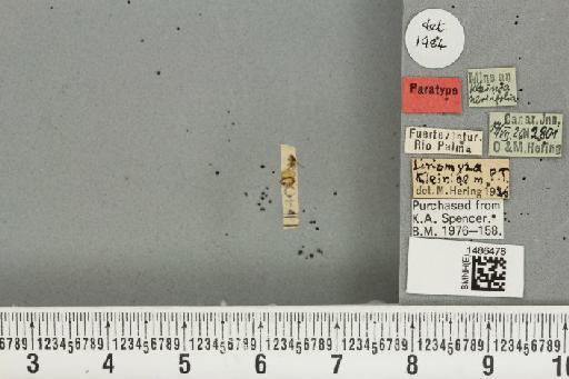 Liriomyza kleiniae Hering, 1927 - BMNHE_1486478_a_50202