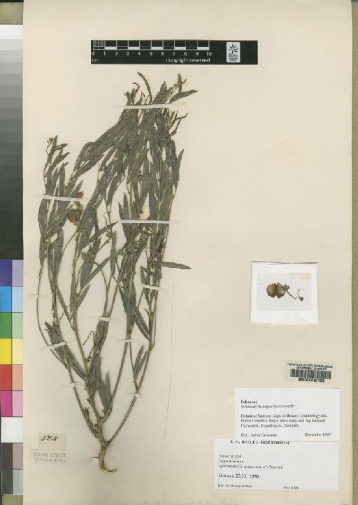 Sphenostylis angustifolia Sond. - BM000630156