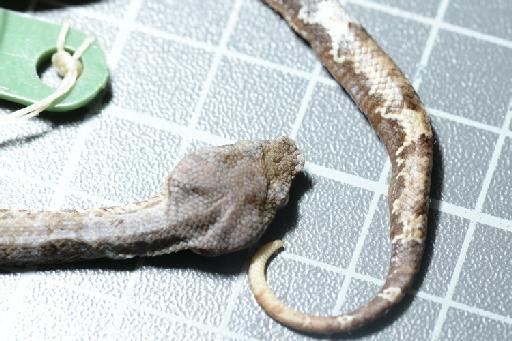 Trimeresurus puniceus Boie, 1827 - Image of specimen 1971.1522