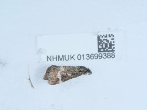 Pyrausta nigrata (Scopoli, 1763) - 013699388_1