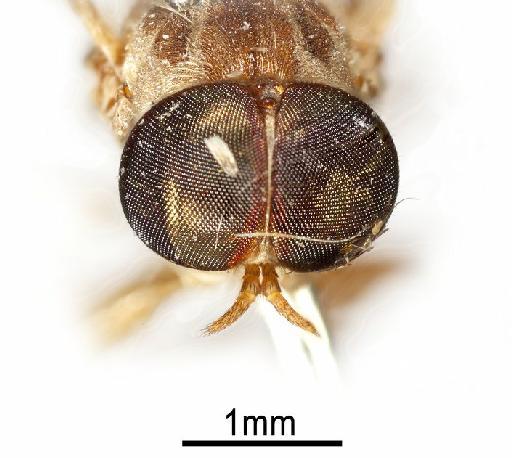 Xenomorpha brevicornis Lindner, 1949 - NHMUK 010264301 Xenomorpha brevicornis - head