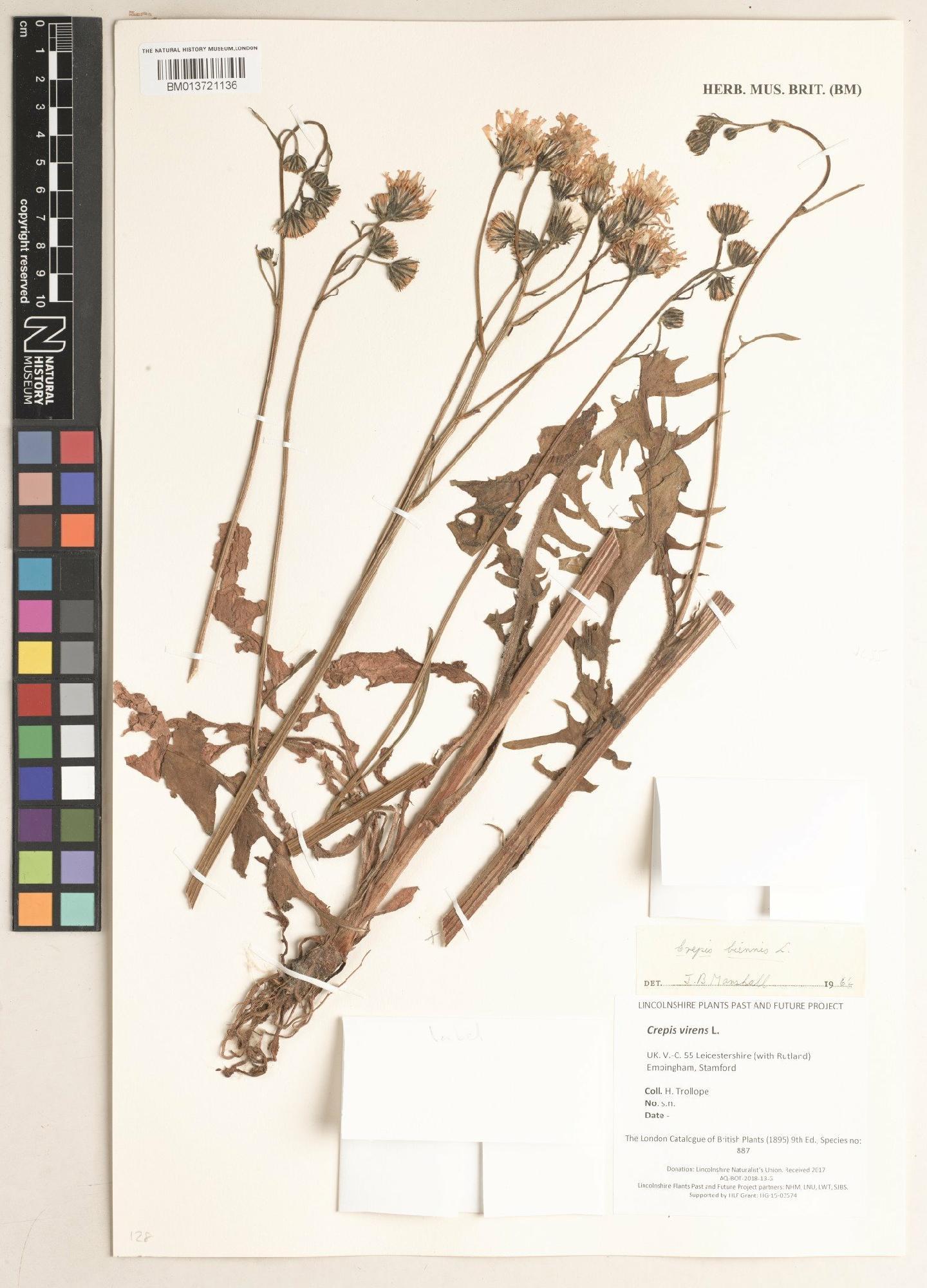 To NHMUK collection (Crepis virens L.; NHMUK:ecatalogue:9101915)