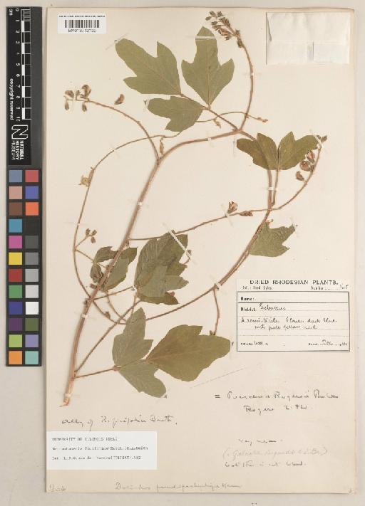 Neorautanenia mitis (A.Rich.) Verdc. - BM013713130