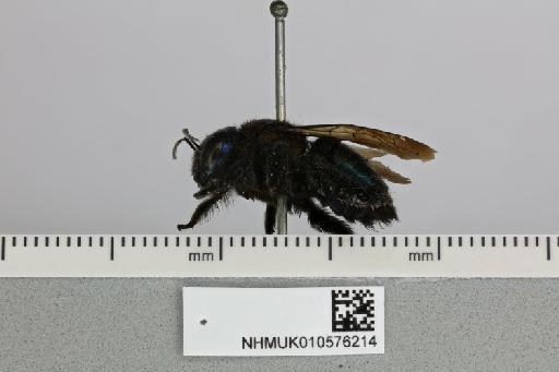 Apis iricolor Kirby, 1802 - 010576214__-