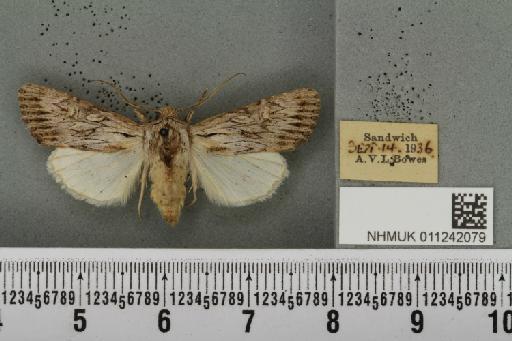 Aporophyla australis pascuea (Humphreys & Westwood, 1843) - NHMUK_011242079_643195