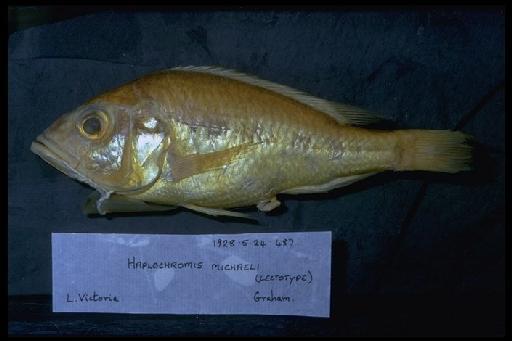 Haplochromis michaeli Trewavas, 1928 - Haplochromis michaeli; 1928.5.24.487