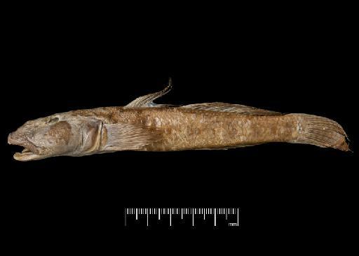 Euctenogobius latus O'Shaughnessy, 1875 - BMNH 1862.11.23.42, HOLOTYPE, Euctenogobius latus