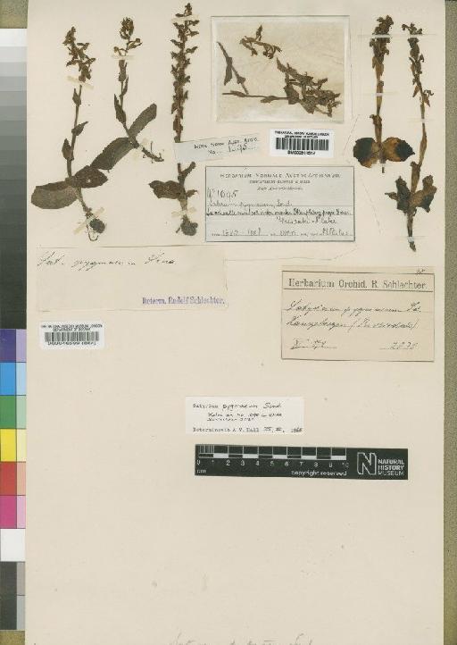 Satyrium pygmaeum Sond. - BM000046599