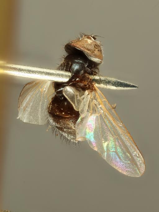 Phasia curvipes (Aldrich, 1934) - 013442842_dorsolateral