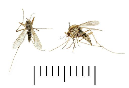 Aedes (Ochlerotatus) caspius caspius (Pallas, 1771) - 24