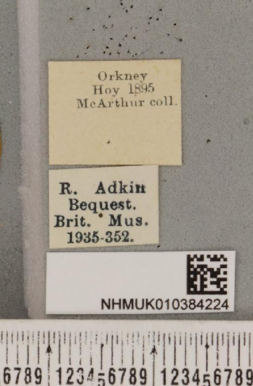 Parasemia plantaginis insularum Seitz, 1910 - NHMUK_010384224_label_511601