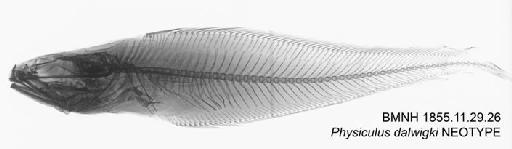 Physiculus dalwigki Kaup, 1858 - BMNH 1855.11.29.26 - Physiculus dalwigki NEOTYPE Radiograph
