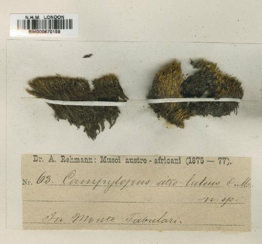 Campylopus bicolor (Müll.Hal.) Wils - BM000870159