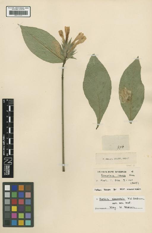 Justicia simonisia V.A.W.Graham - BM001191835