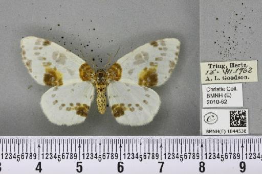 Abraxas sylvata (Scopoli, 1763) - BMNHE_1844538_419079