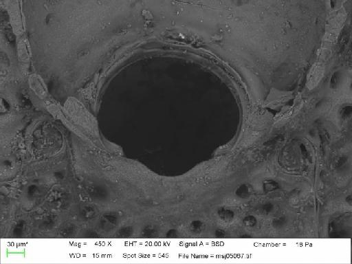 Calyptotheca nivea (Busk, 1884) - Calyptotheca_nivea_msj05067