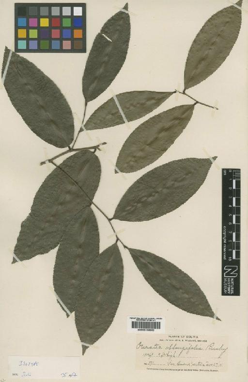 Ouratea oblongifolia Rusby - BM000798000