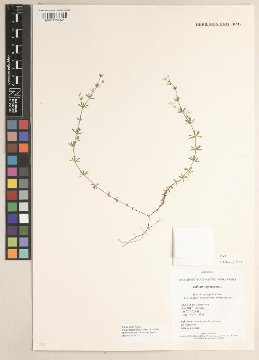 Galium uliginosum L. - 013737441