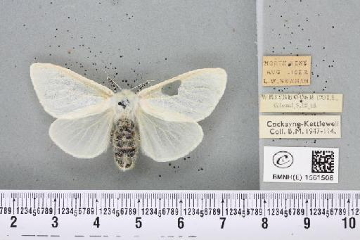 Leucoma salicis (Linnaeus, 1758) - BMNHE_1561508_251126