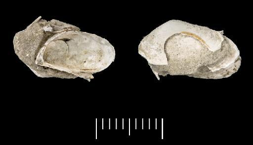 Mytilopsis sowerbyi (d'Orbigny, 1850) - NHM-UK_PI_OR_43249(3)_1_M_1