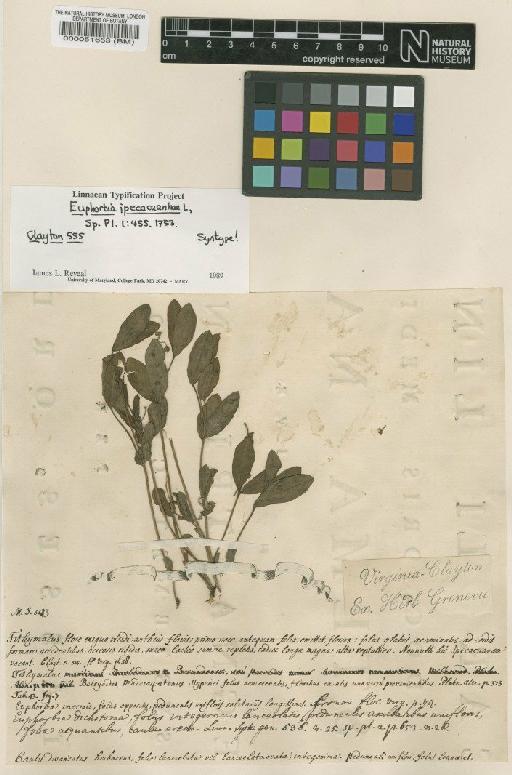 Euphorbia ipecacuanhae L. - BM000051653