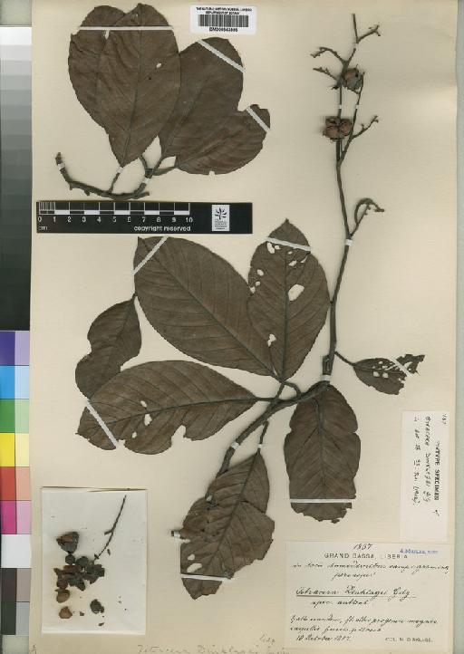 Tetracera alnifolia subsp. dinklagei (Gilg) Kubitzki - BM000843996