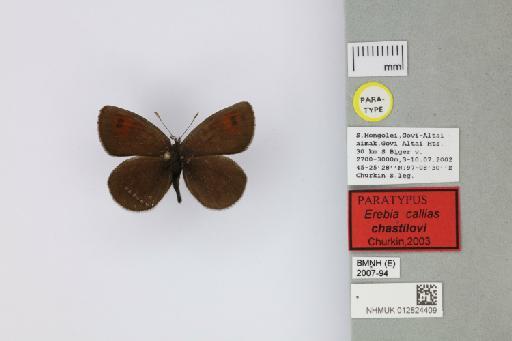 Erebia callias chastilovi Churkin, 2003 - 012824409_Erebia_callias_chastilovi_Churkin_2003_PT