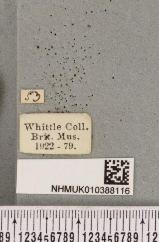 Spilosoma lutea (Hufnagel, 1766) - NHMUK_010388116_label_505076