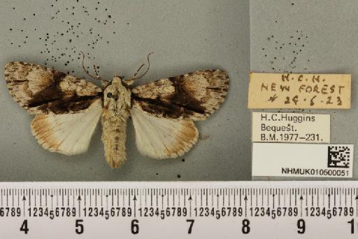 Acronicta alni (Linnaeus, 1767) - NHMUK_010500051_557947