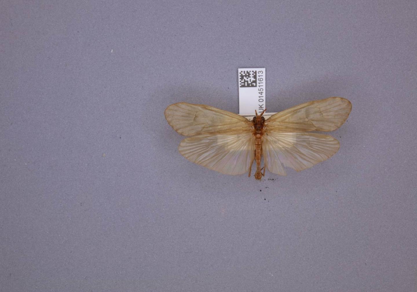 Monocosmoecus obtusus
