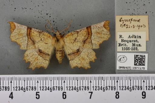 Selenia lunularia ab. nigrumbrata Lempke, 1951 - BMNHE_1877270_448371