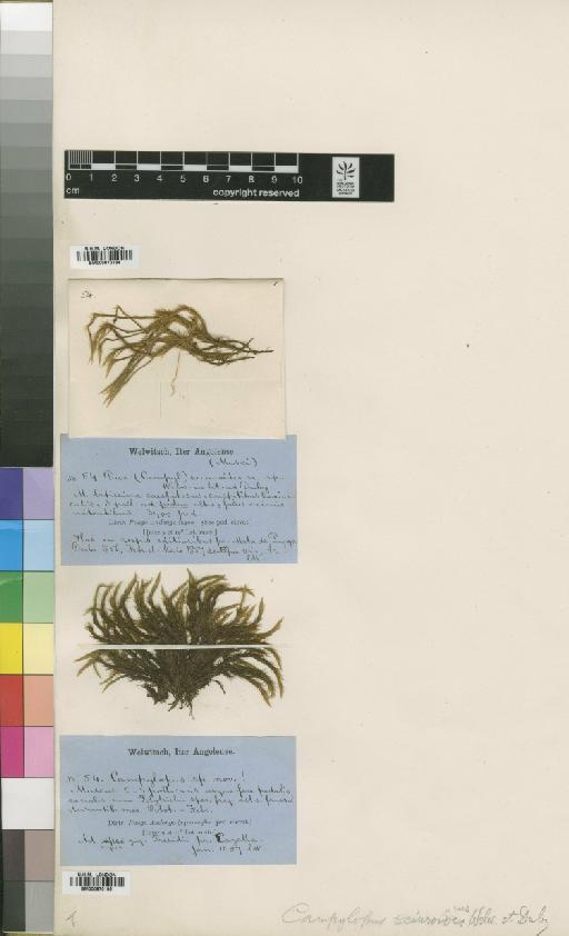 Campylopus savannarum (Müll.Hal.) Mitt. - BM000870164_a