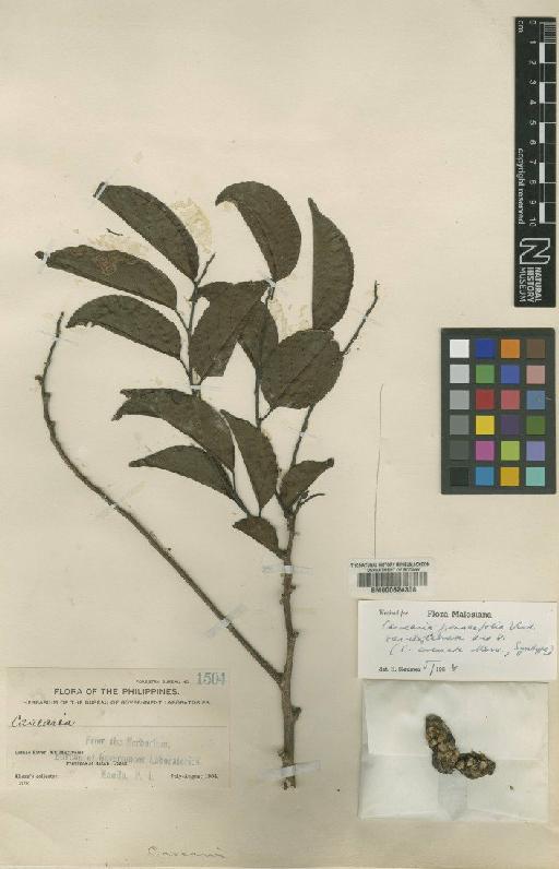 Casearia grewiaefolia var. deglabrata Koord. & Valeton - BM000624308