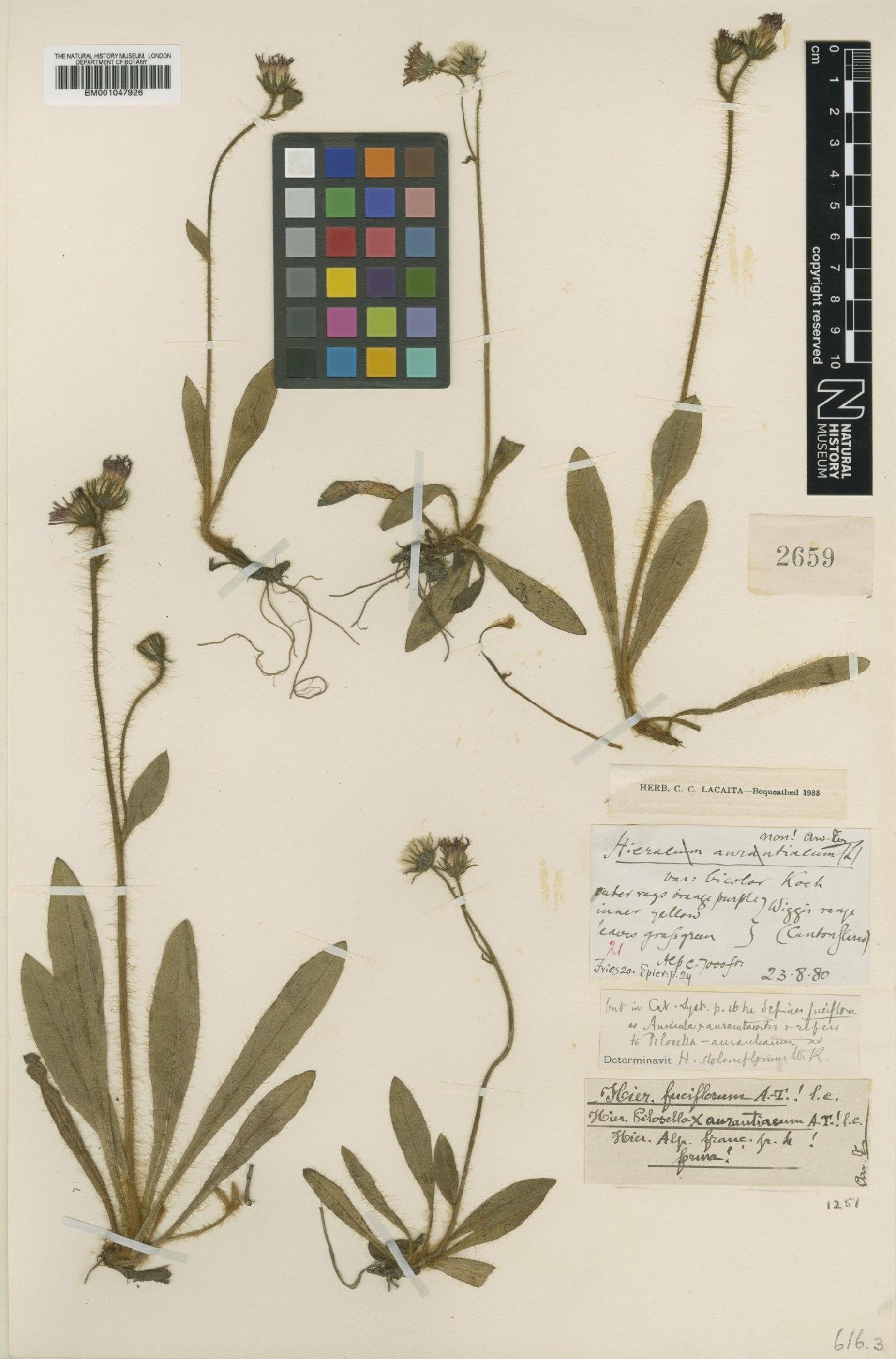 To NHMUK collection (Hieracium stoloniflorum subsp. fuciflorum Arv.-Touv.; Type; NHMUK:ecatalogue:2819793)