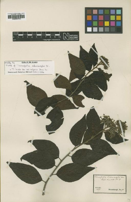 Tournefortia bicolor subsp. variety Donn.Sm. - BM000953084