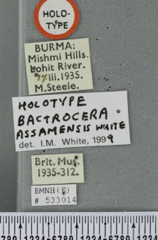 Bactrocera (Zeugodacus) assamensis White, 1999 - BMNHE_533014_label_35565