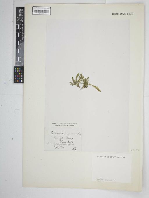 Selaginella selaginoides (L.) P.Beauv. ex Schrank & Mart. - BM001185324