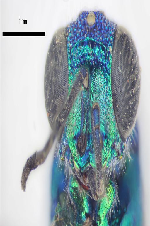 Chrysis flexilateralis Linsenmaier, 1968 - Chrysis_flexilateralis-BMNH(E)#970881_type-frontal-4X