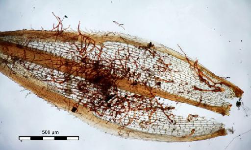 Syrrhopodon stuhlmannii Broth. - Syrrhopodon stuhlmannii_BM000677508 (2).jpg