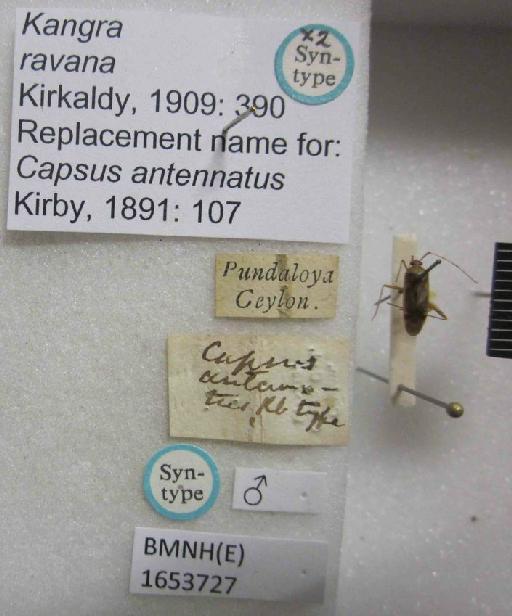 Kangra ravana Kirkaldy, 1909 - Kangra ravana-BMNH(E)1653727-Syntype male dorsal & labels1