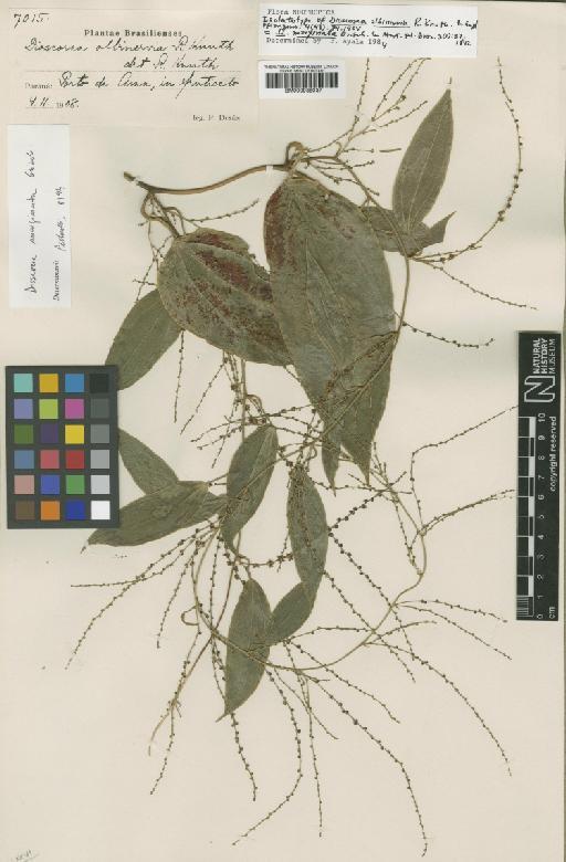 Dioscorea marginata Griseb. - BM000938037