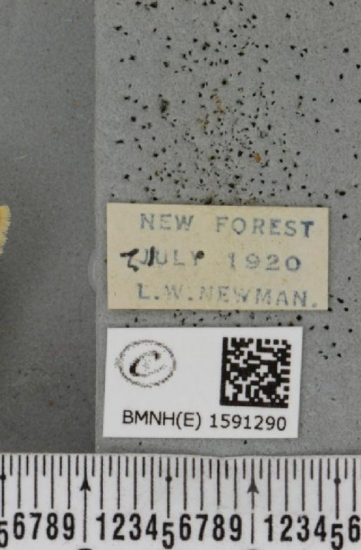 Cybosia mesomella (Linnaeus, 1758) - BMNHE_1591290_label_496821