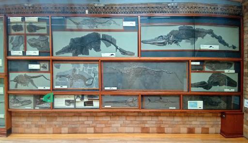 Ichthyosaurus De la Beche & Conybeare, 1821 - Location in Fossil Way: NHMUK PV R 1126