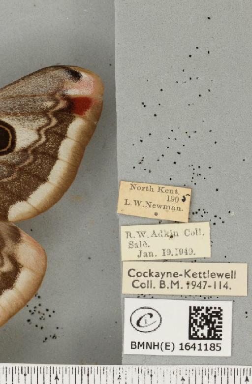 Saturnia pavonia ab. occlusa Braun, 1928 - BMNHE_1641185_label_203860