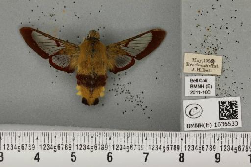 Hemaris fuciformis (Linnaeus, 1758) - BMNHE_1636533_205874